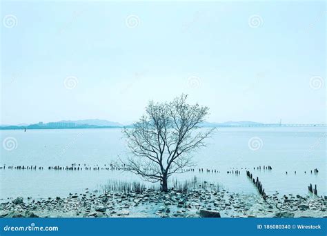 Lonely Naked Tree In Winter With Mountains On The Background Stock Photo Image Of Season