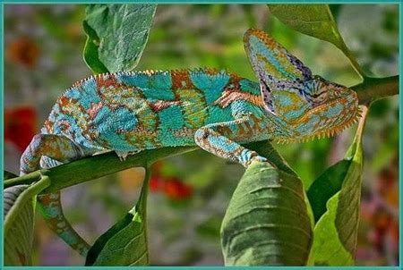 camellion - Reptiles & Animals Background Wallpapers on Desktop Nexus ...