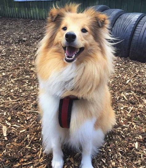 Miniature Collie: Things You Need to Know Before Getting One