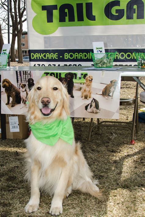 Happy is a Fine Canine Drill Team Dog and a working Therapy Dog too! #Goldenretreiver #