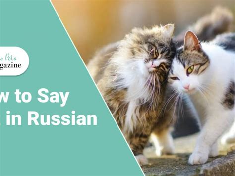 Pets - ThePetsMagazine