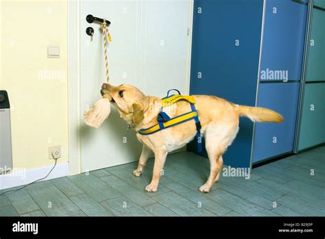 Golden Retriever / Service dog Stock Photo - Alamy