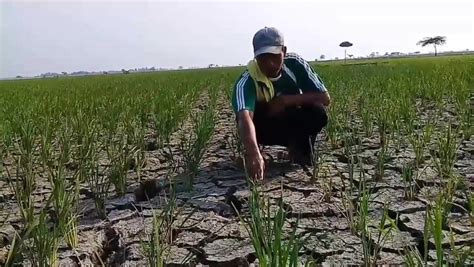 Puluhan Hektare Sawah Di Subang Kekeringan Petani Ditaksir Rugi Rp Miliar