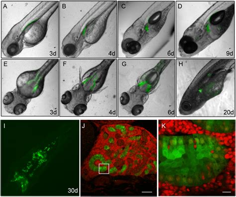 Gfp Expression Pattern In Tg Gtshb Gfp Larvae And Adults A I Show