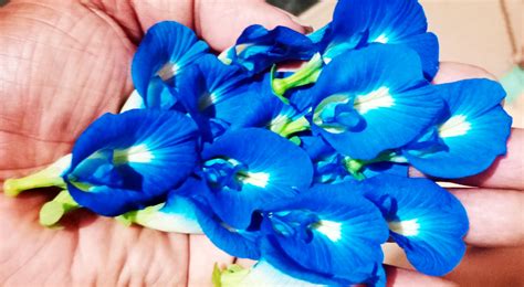 ungu bernilai ekonomi tinggi