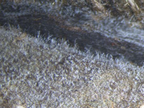 Beauveria - Species, Health Effects and How to Get Rid | Mold Busters