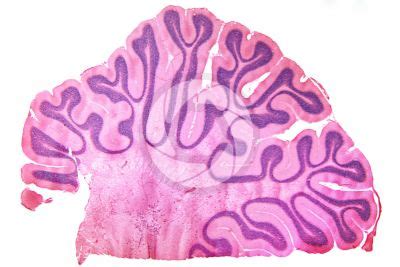 Cat Mammals Nervous System Other Systems Comparative Anatomy Of