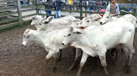 Feira Do Gado De Capoeiras Pe Reposi O Youtube