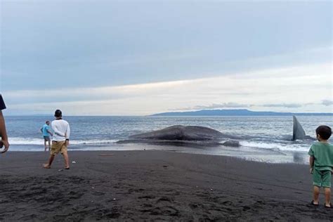 Setelah Di Pantai Lepang Ikan Paus Terdampar Di Pantai Yeh Malet