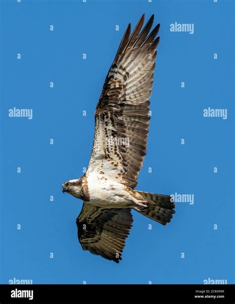 A Beautiful Shot Of The Underside Of A Flying Osprey Bird On A Clear