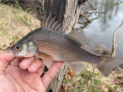 Fishing For White Perch Near You