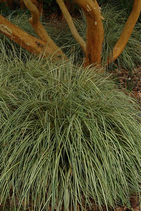 Carex Evergold – Knoll Gardens – Ornamental Grasses and Flowering