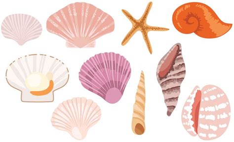 Free Seashells Vectors 173433 Vector Art At Vecteezy