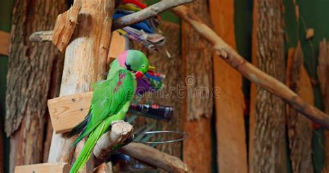 Alexandrine Parakeet with Striking Colors Sits on Tree Branch ...