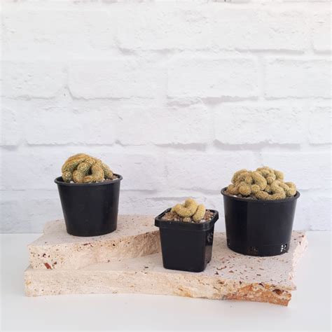 Mammillaria elongata f. cristata - Brain Cactus – Statement Plants