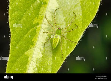 Green Lynx Spider Peucetia Viridans Stock Photo Alamy