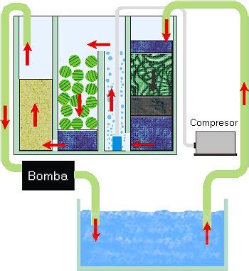 El Acuariofilo Mantenimiento de filtros para acuarios Cómo