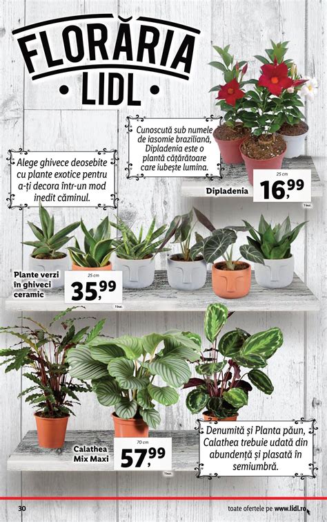 Oferte Floraria Lidl Flori Si Plante August Catalog Az