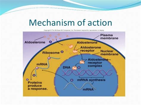 Aldosterone