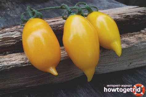 Томат Золотая канарейка: характеристика и описание индетерминантного ...