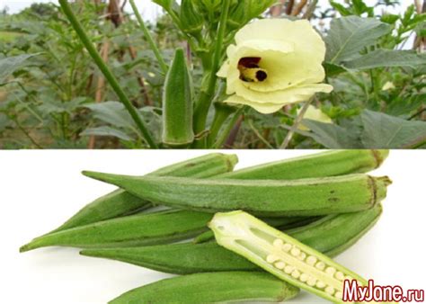 Этот многоликий гибискус... - гибискус, китайская роза, суданская роза ...