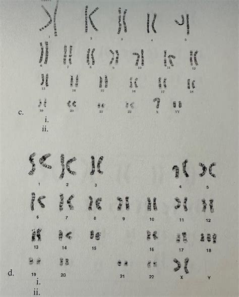 1 Using The Karyotypes Identify The Chromosomal Sex Chegg