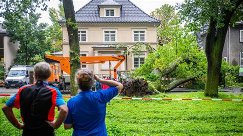 Riesiger Baum F Llt Auf Ostenallee Und Besch Digt Zwei Villen