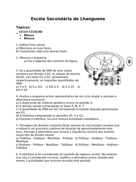 Questões Sobre Ciclo Celular - Exercícios sobre Ciclo Celular | PDF | Cromossomo | Célula (Biologia)