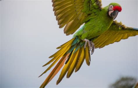 Fondos De Pantalla Naturaleza Rama Verde Amarillo Fauna Silvestre