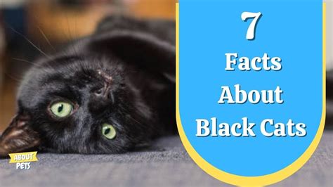 🖤 7 Interesting Facts About Black Cats 🖤 Youtube