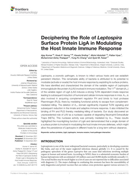 PDF Deciphering The Role Of Leptospira Surface Protein LigA In