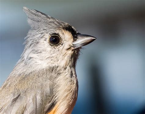 Tufted Titmouse Audubon Field Guide