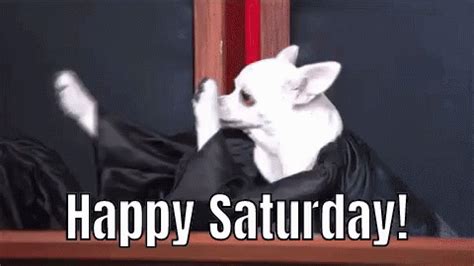 Funny Animals Happy Saturday GIF - Funny Animals Happy Saturday Dog ...