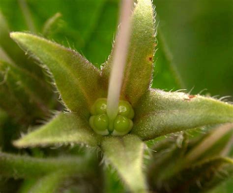 Чернокорень (Много фото!) - treepics.ru