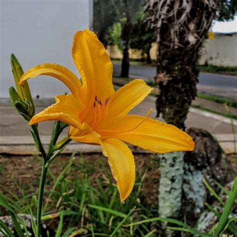 Hemerocallis X Hybrida lírio de são josé Biologia da Paisagem