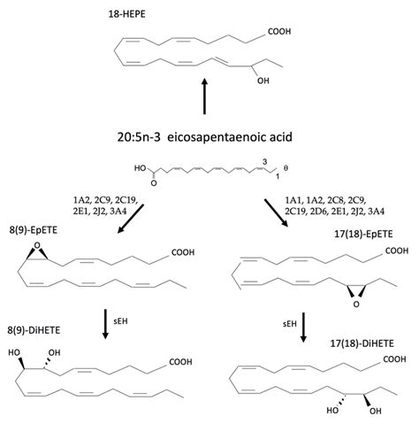 Metabolism Of Eicosapentaenoic Acid Epa A Produces Multiple Products