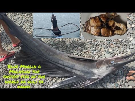 Blue Marlin Fish O Malasugi The Fastest Fish Of The World Bluemarlin