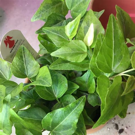 Hedera Helix Thorndale English Ivy Thorndale Uploaded By Patri