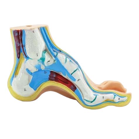 Petsola Anatomical Foot Model With Digital Signs Anatomic Foot Model