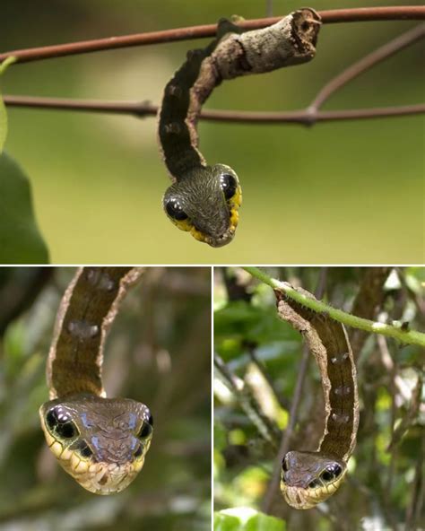 Can a caterpillar really fool predators into thinking it’s a snake? The