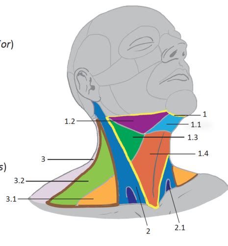 Topography Neck Back Thorax Flashcards Quizlet