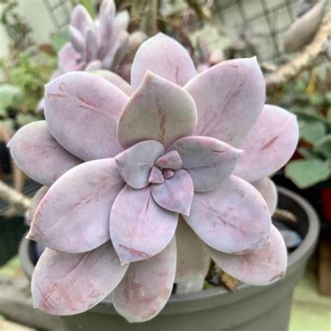 Graptopetalum Graptopetalum Pentandrum Subsp Superbum MyGardenLife