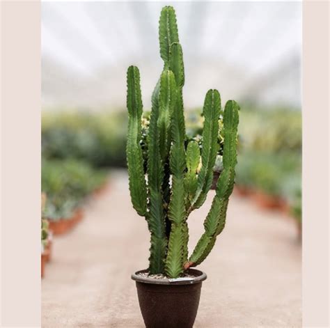 Euphorbia Ingens