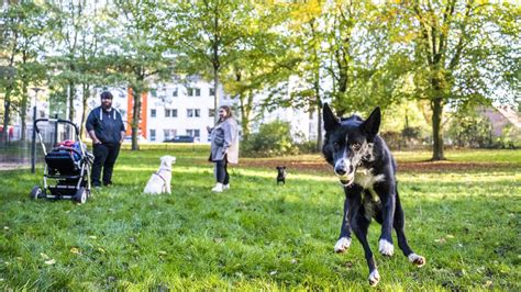 Neue Freilauffl Chen F R Hunde In Bremen