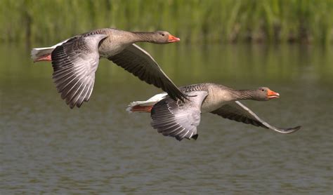 Aves se orientam pelo campo magnético estudo mostra como Rota News