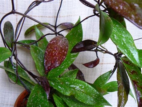 Pelargonium: Hoya pubicalyx ' Royal Hawaiian Purple'