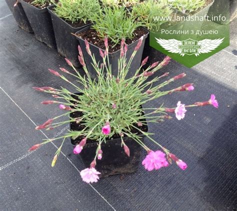 Dianthus gratianopolitanus La Bourbulle Гвоздика гренобльська Ла