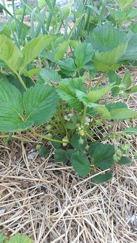 Правила мульчирования клубники