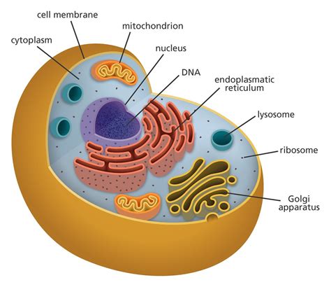 Animal Cell Llustration Showing The Structures Of An Anima Flickr