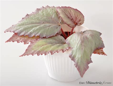 Архів :: Просмотр темы - DS-Лебедь